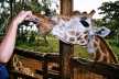 One of our client hand feeding the endangered Rothschild's giraffe in Giraffe Center, Nairobi.