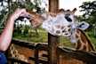 One of our client hand feeding the endangered Rothschild's giraffe in Giraffe Center, Nairobi.