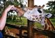 One of our client hand feeding the endangered Rothschild's giraffe in Giraffe Center, Nairobi.