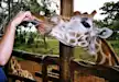 One of our client hand feeding the endangered Rothschild's giraffe in Giraffe Center, Nairobi.