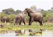 Elephants, Selous Game Reserve