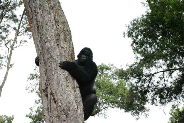 Mountain gorilla trekking the top of the tree in Bwindi National Park.