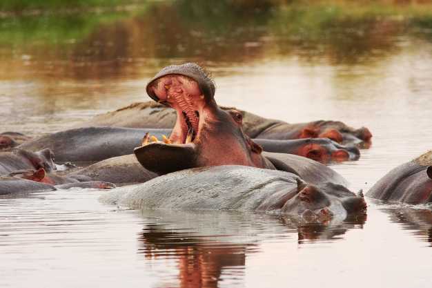 A bloat of hippos lazing in the Hippo pool, Ngorongoro Crater