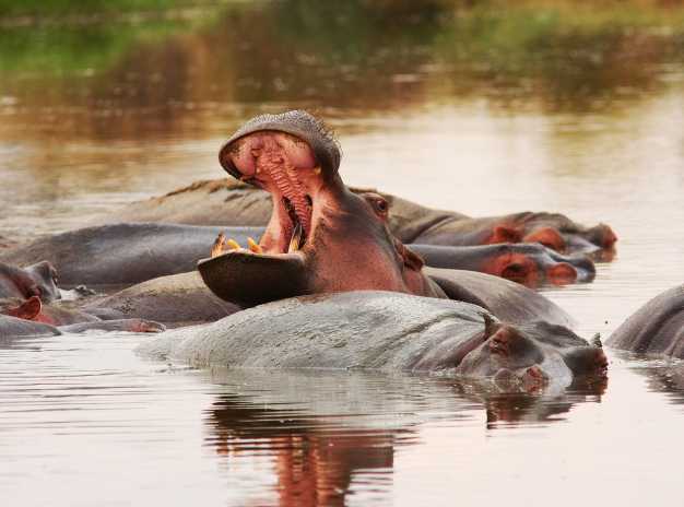 A bloat of hippos lazing in the Hippo pool, Ngorongoro Crater