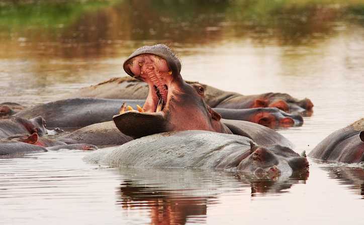 A bloat of hippos lazing in the Hippo pool, Ngorongoro Crater