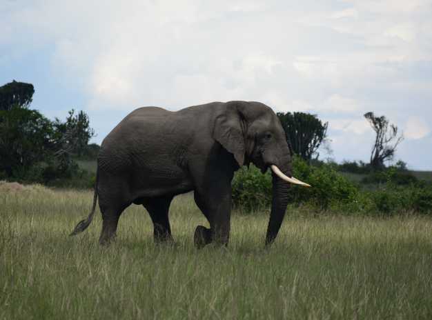 A Gigantic elephant grazing the bushes of Queen Elizabeth NP. 