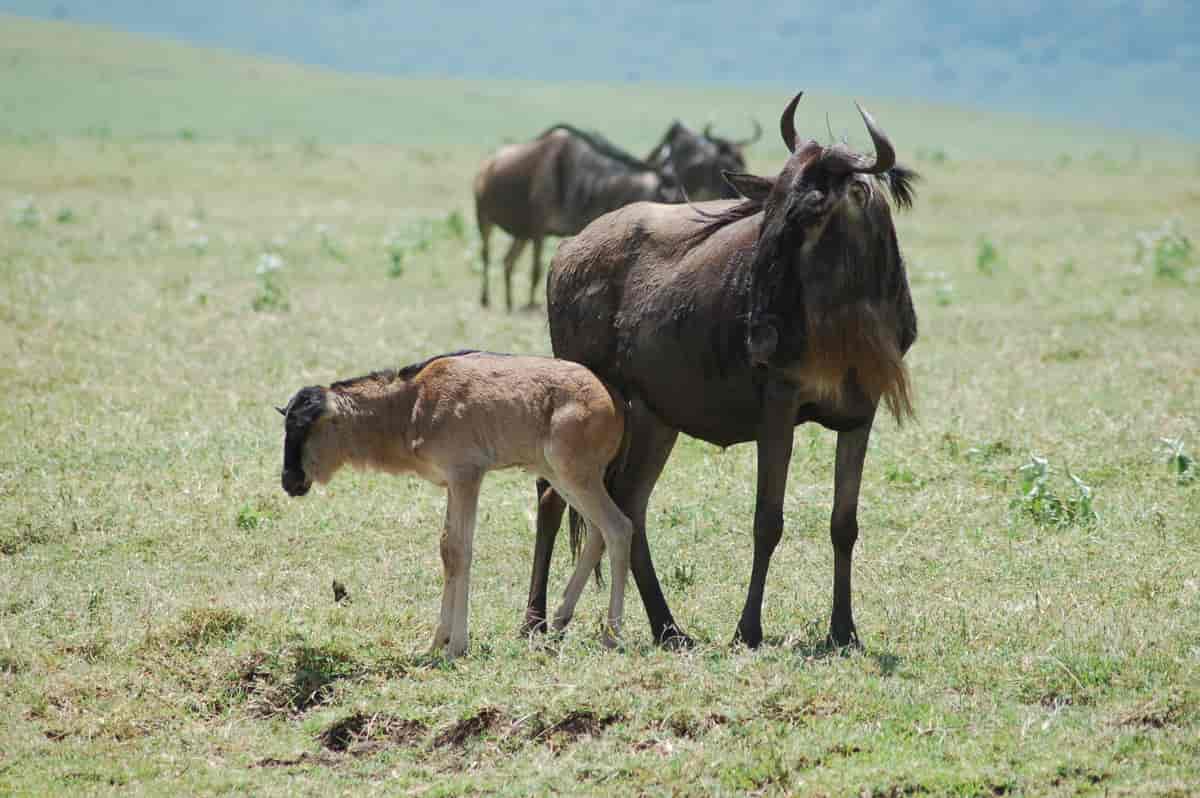 Wildebeest baby
