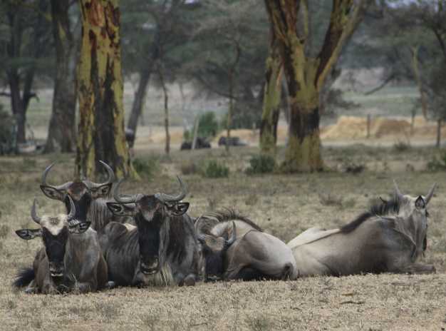 Small herd of Wildebeest relaxing in the island.