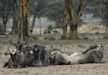 Small herd of Wildebeest relaxing in the island.