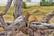 6 Days (Group Joining) Tour to Tarangire, Manyara, Serengeti (2 nights) & Ngorongoro