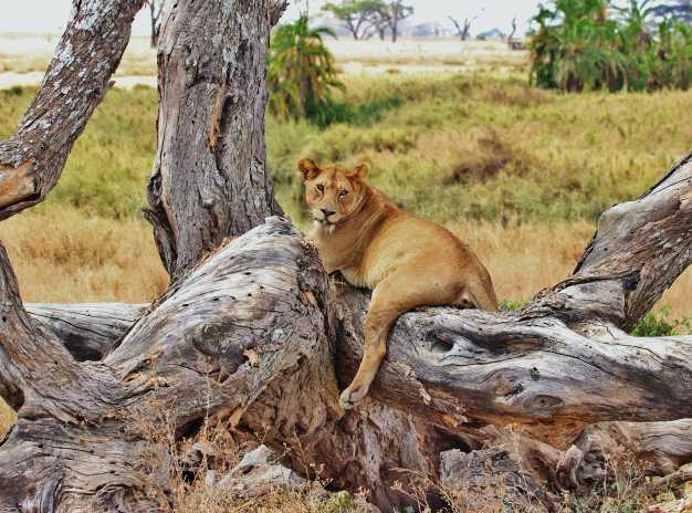 A young lion relaxing on a fallen tree, Serengeti National Park