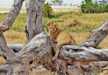 A young lion relaxing on a fallen tree, Serengeti National Park