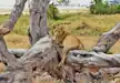 A young lion relaxing on a fallen tree, Serengeti National Park