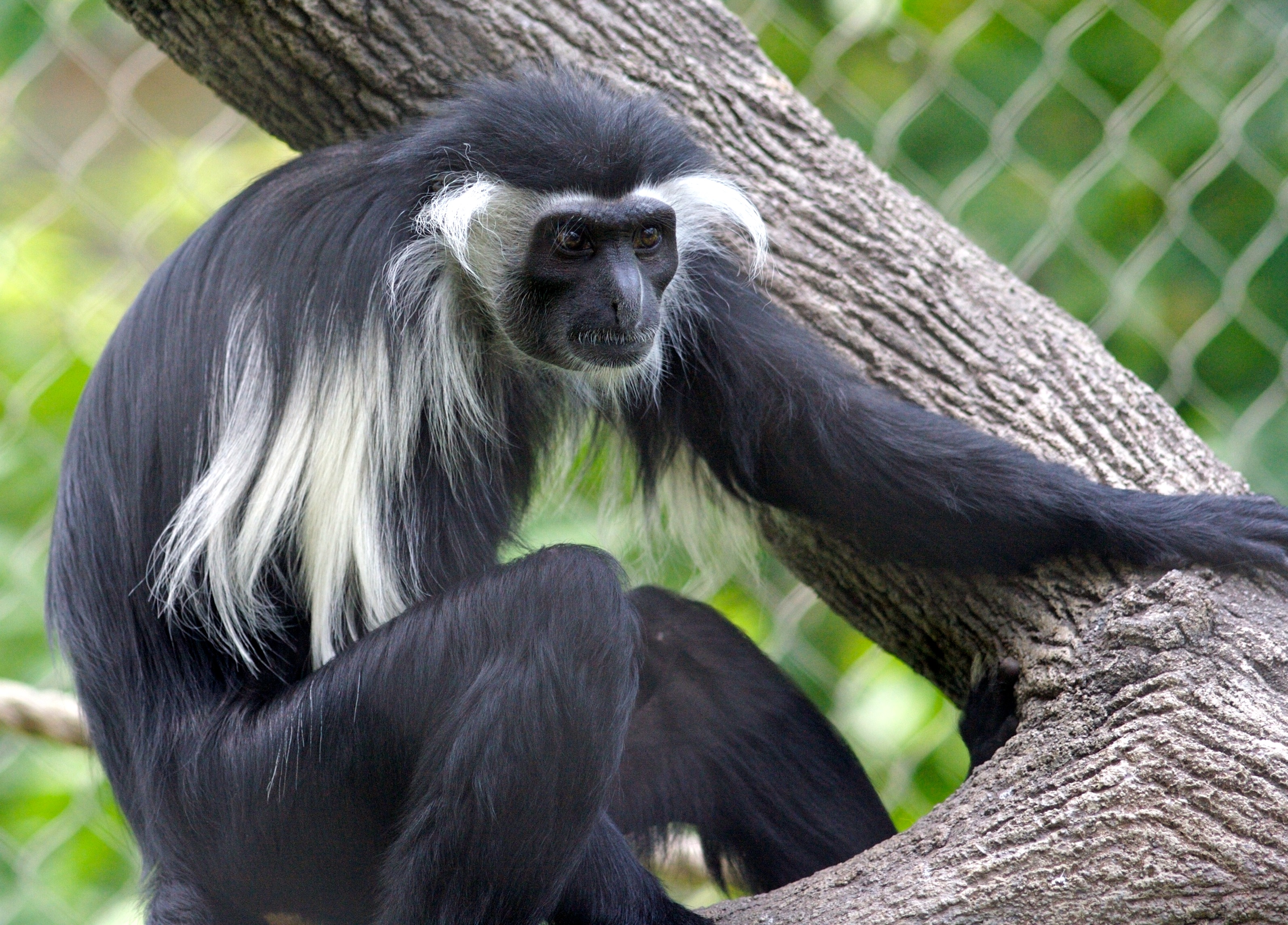 Colobus monkey