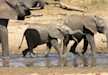 Elephants quenching their thirst from the Tarangire river