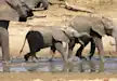 Elephants quenching their thirst from the Tarangire river