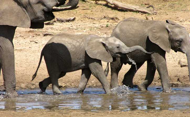 Elephants quenching their thirst from the Tarangire river