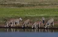 6 Days (Group Joining) Tour to Manyara, Serengeti (2 nights), Ngorongoro & Tarangire