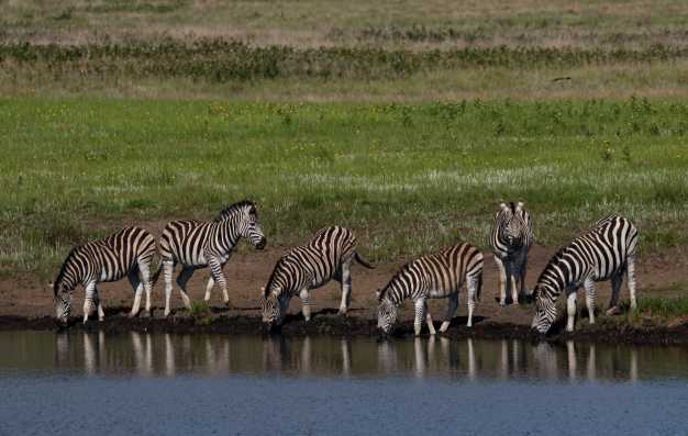 A dazzle of zebras quenching their thirst from a waterhole in Serengeti