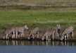 A dazzle of zebras quenching their thirst from a waterhole in Serengeti