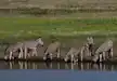 A dazzle of zebras quenching their thirst from a waterhole in Serengeti
