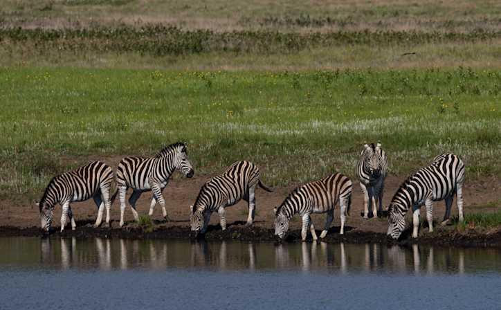 A dazzle of zebras quenching their thirst from a waterhole in Serengeti