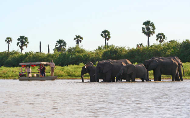Elephants, Selous Game Reserve