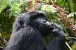 Mountain gorilla searching for food in the deep thick forest.