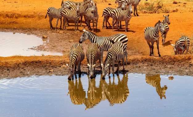A zeal of Zebras drinking water from Lake Amboseli. 