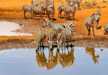 A zeal of Zebras drinking water from Lake Amboseli.