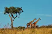 5 Days (Group Joining) Tour to Serengeti (2 nights), Ngorongoro & Tarangire