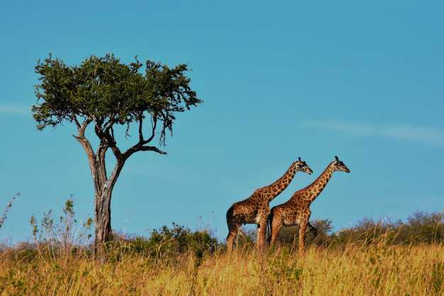 Giraffes taking a stroll through the savannah, Serengeti National Park