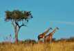 Giraffes taking a stroll through the savannah, Serengeti National Park