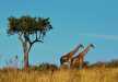 Giraffes taking a stroll through the savannah, Serengeti National Park
