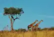 Giraffes taking a stroll through the savannah, Serengeti National Park
