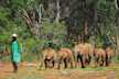 Ranger with baby elephants in David Sheldrick Elephant Orphanage, Nairobi.