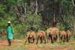 Ranger with baby elephants in David Sheldrick Elephant Orphanage, Nairobi. 