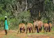 Ranger with baby elephants in David Sheldrick Elephant Orphanage, Nairobi.