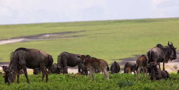 Herds of wildebeest feeding off of the fresh grass in Ngorongoro Crater