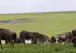 Herds of wildebeest feeding off of the fresh grass in Ngorongoro Crater