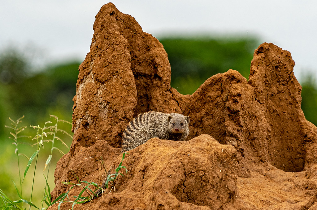 Tarangire termite mound