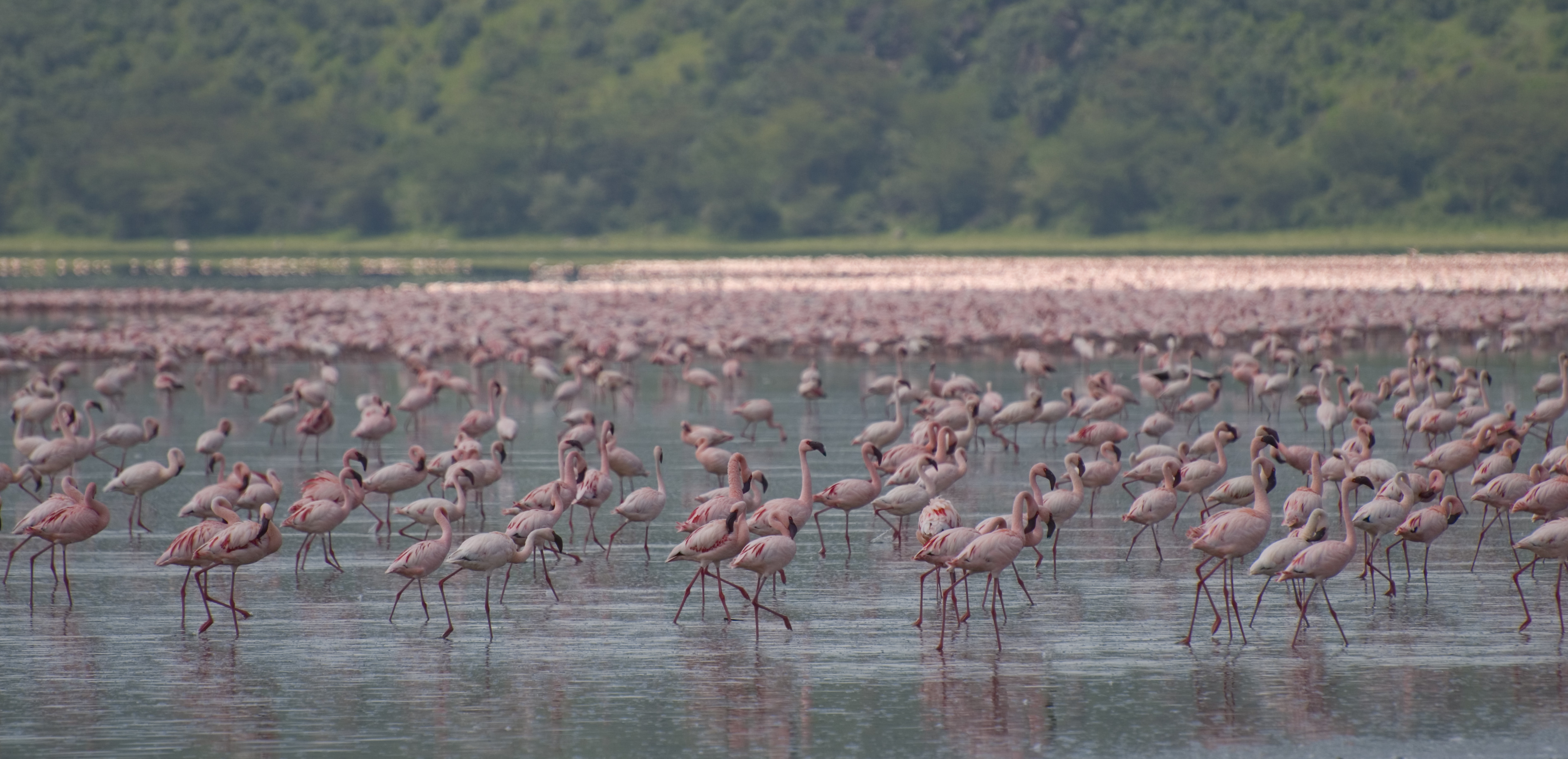Lake Nakuru filled with Greater and Lesser Pink Flamingos. 