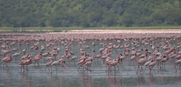 Lake Nakuru filled with Greater and Lesser Pink Flamingos. 