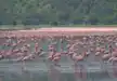Lake Nakuru filled with Greater and Lesser Pink Flamingos.