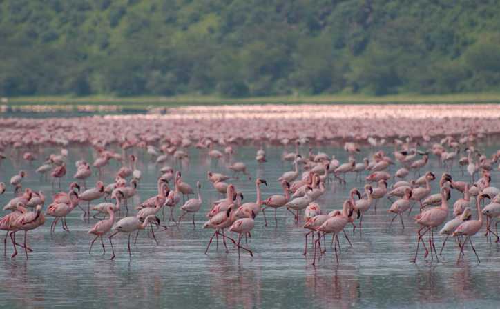 Lake Nakuru filled with Greater and Lesser Pink Flamingos.