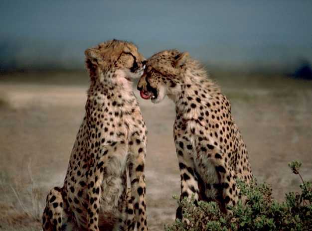 Couple cheetah in Masai Mara National Reserve.