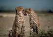Couple cheetah in Masai Mara National Reserve.