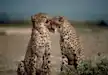 Couple cheetah in Masai Mara National Reserve.