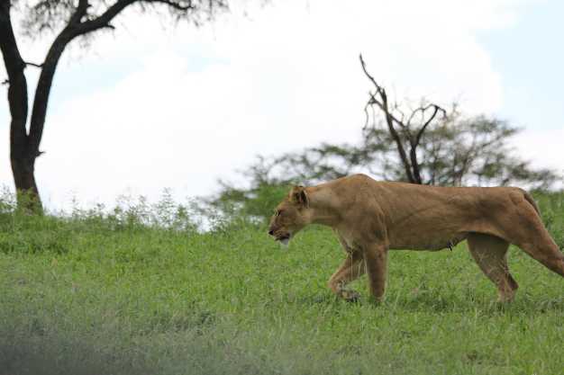 A lioness strolling through the green pastures, Tarangire National Park