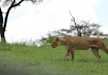 A lioness strolling through the green pastures, Tarangire National Park